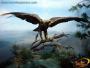 Estudio de distintas especies disecadas.
, Museo de las Aves en Saltillo