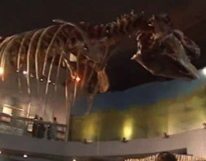 Videos de Museos de las Aves y del Desierto