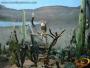 Muestras de aves y sus ecosistemas.
, Museo de las Aves en Saltillo