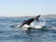 Avistamiento de Ballenas Gris