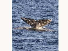 Avistamiento de Ballenas Gris