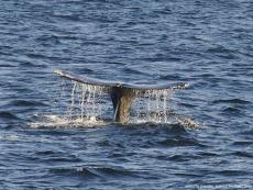 Avistamiento de Ballenas Gris