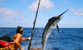 Pesca deportiva en Los Cabos, Los Cabos