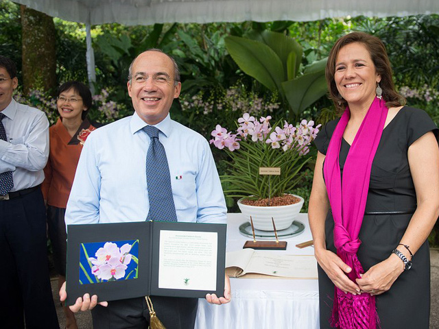 Ascocenda Calderón Zavala, orquídea VIP hecha en Singapur 
