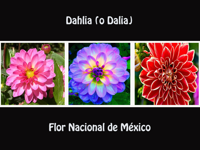 La Dalia: Flor nacional de México