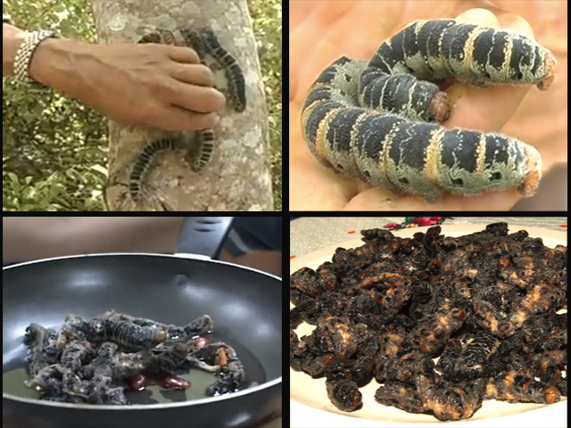 El gusano 'zats': manjar de la cocina exótica indígena de México
