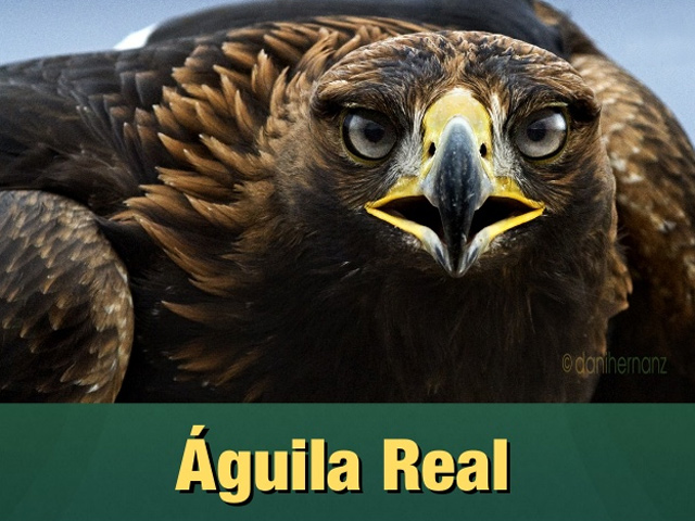 Programa de conservación del Águila Real: símbolo vivo de México
