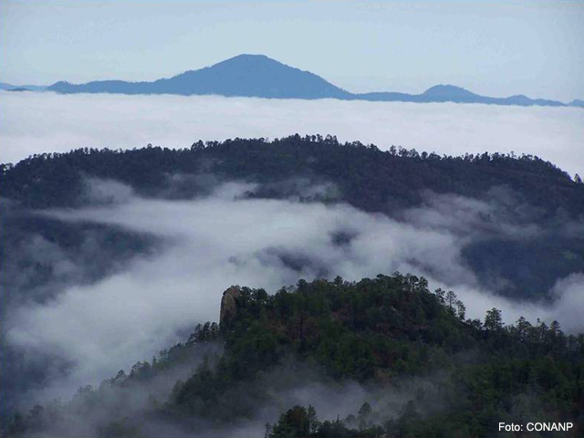 Cerro Mohinora: nueva Área Natural Protegida de México 