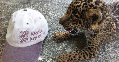 Alianza Jaguar: luchando para la preservación del Jaguar en el Occidente de México