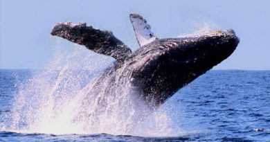 Ya inició la temporada 2016-2017 de avistamiento de las ballenas grises y jorobadas en el Pacífico Mexicano
