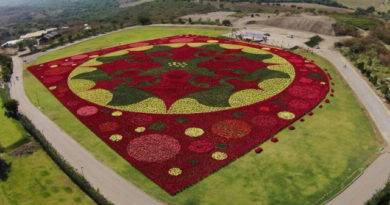 México rompe el Récord Guinness por el tapete floral de Nochebuenas más grande del mundo