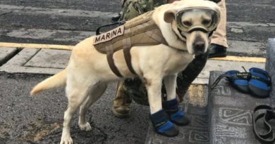 Terremoto en México: Frida, la perra rescatista que ha salvado a decenas