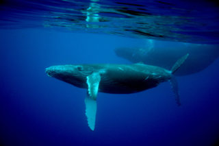 Avistamiento de ballenas jorobadas en Riviera Nayarit. ¡No te las pierdas!