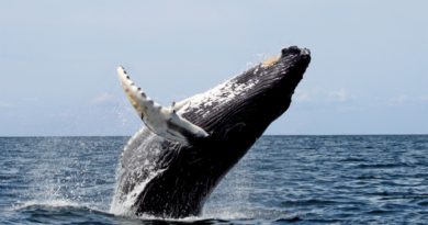 Ya comenzó el avistamiento de ballenas jorobadas en la Riviera Nayarit.