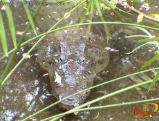 Cocódrilo dentro del Zoomat
