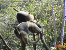 Animales en un su habitat