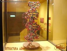 Espacio reservado a la genética.