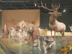 Estudio de animales y sus ecosistemas.