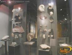 Muestras de fósiles en sus distintas eras geológicas.