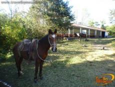 Caballos, renta y paseos.
