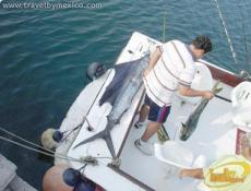 El Torneo Internacional de Pesca del Pez Vela tiene lugar cada año en Noviembre