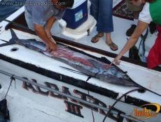 Cada año, en Manzanillo tiene lugar el Torneo Internacional de Pesca del Pez Vela