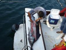 Manzanillo es considera la Capital Mundial del Pez Vela