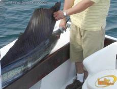 Un Pez Vela adulto puede pesar hasta 113 kg