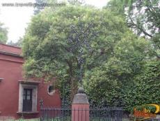 Detalle de plazuela en San Ángel