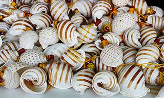 Rincón de Guayabitos