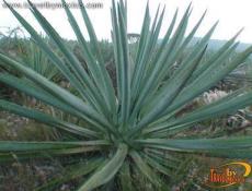 El Tequila, Guadalajara