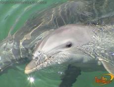 Swimming with Dolphins, Puerto Vallarta