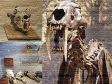 Museo de PaleontologÃ­a de Guadalajara, Guadalajara