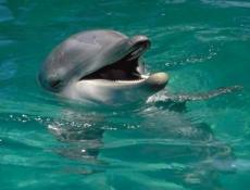 Dolphins live in almost all of the planet’s oceans
