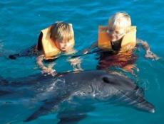 Getting to know the dolphin