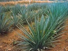 Tequila, Pueblo Mágico, Guadalajara