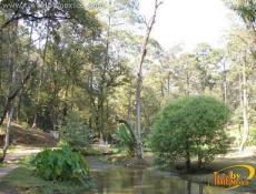 Velo de Novia River and Forest