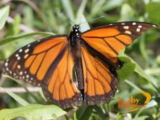 MigraciÃ³n de la Mariposa Monarca, Valle de Bravo