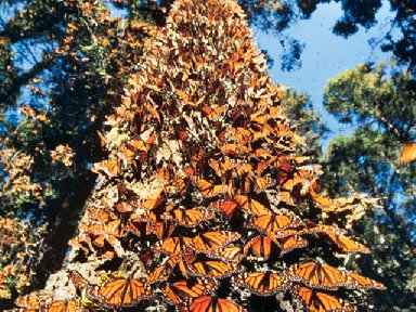 Refugio del Angel, Refugio del Angel
