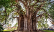 Viajeología, Árbol del Tule