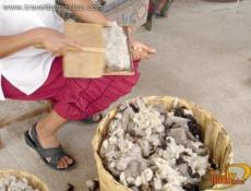 Cepillado de Lana, TeotitlÃ¡n del Valle