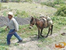Traslado de las piñas de agave hacia un gran aro en donde estarán molidas