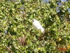 En la laguna las garzas blancas parte de la biodiversidad