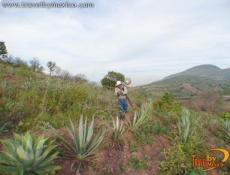 Agricultor en una plantación de Agave Espadín