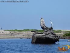 Vista desde la laguna donde podr&aacute;s ver cocodrilos