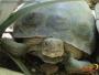 Mazunte Mexico Turtle Center, Bahías de Huatulco