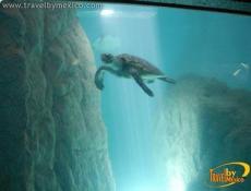 Pecera de crianza de la tortuga marina