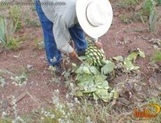 Se cosecha la planta cuando llega a madurez, entre 6 y 8 años