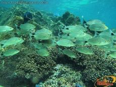 El arrecife de coral de Huatulco alberga una rica fauna marina