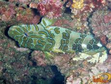 Peces multicolores a la vista con esnorquel